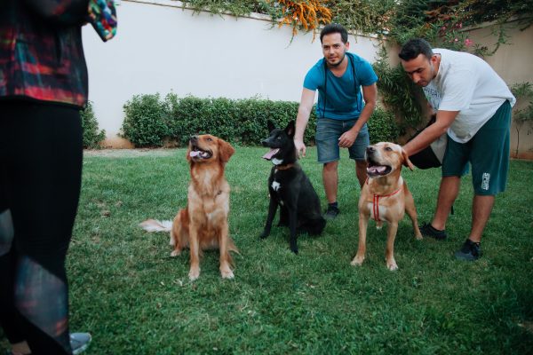 What You Can Learn From A Free Dog Training Class?