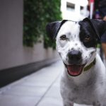 Are Wireless Pet Fences Safe