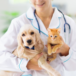 Why Is It Important To Vaccinate Your Pet