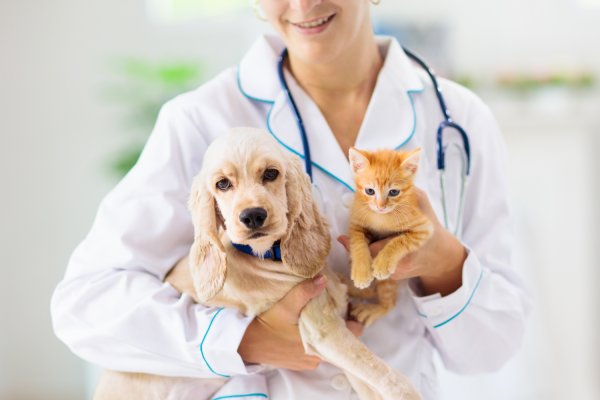 Why Is It Important To Vaccinate Your Pet