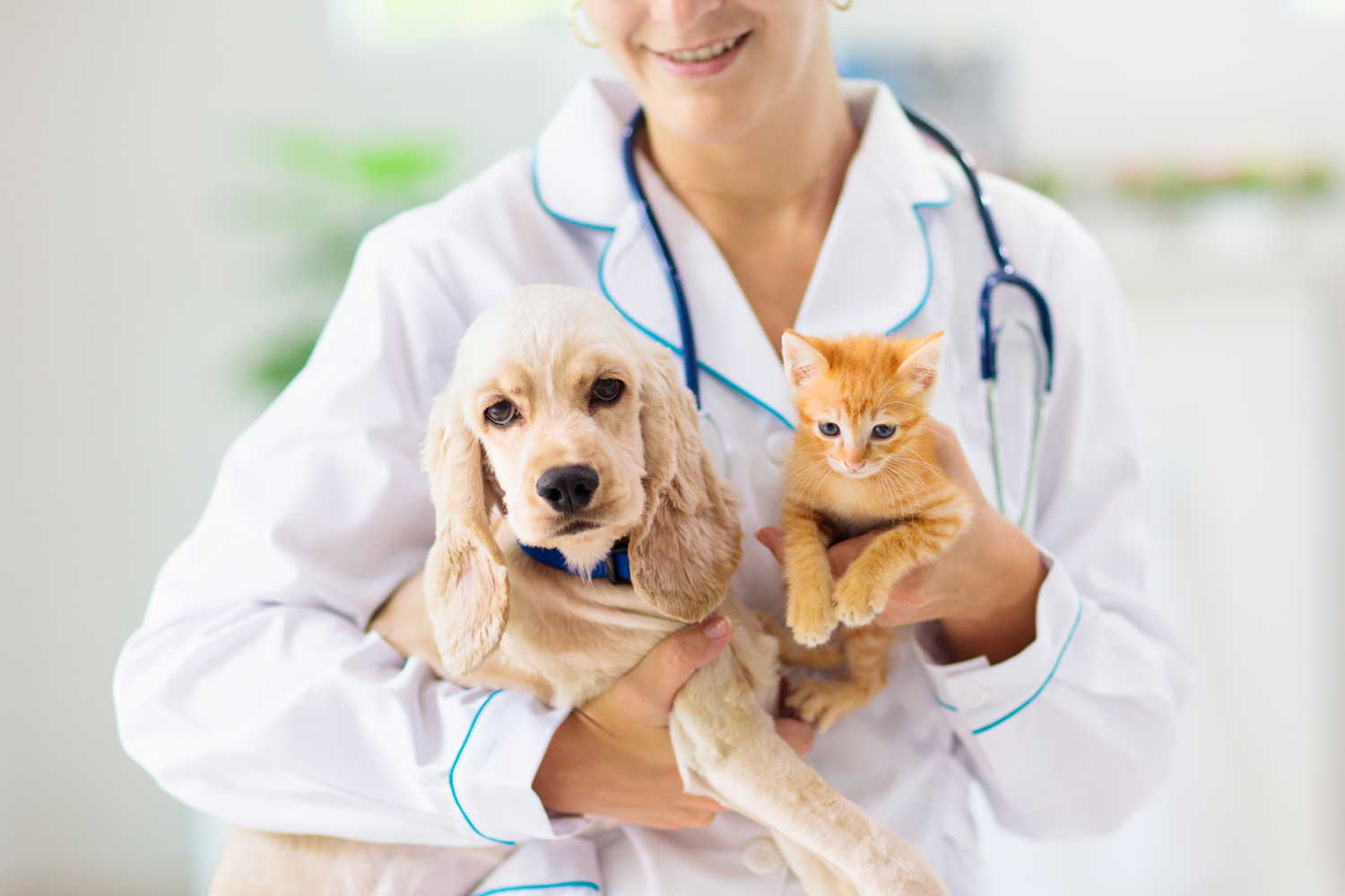 Why Is It Important To Vaccinate Your Pet